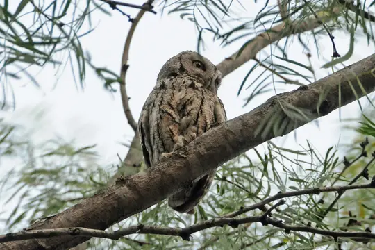Eastern Screech Owl (Megascops asio)