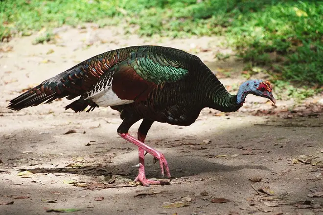 Meleagris ocellata -Guatemala-8a