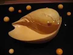 Baler shells (Melo melo)