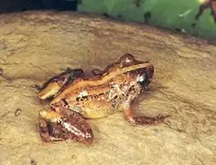 Melodious coquí (Eleutherodactylus wightmanae)