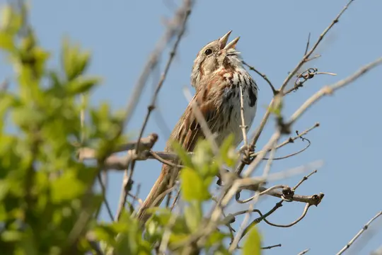 Song Sparrow (Melospiza melodia)