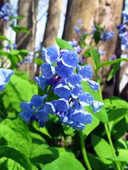 Bluebell