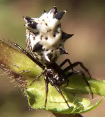 Micrathena gracilis