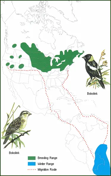 Bobolink