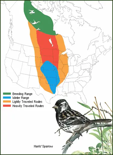 Harris' Sparrow