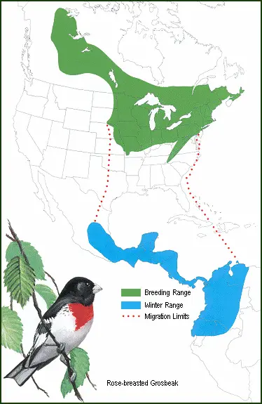 Rose-breasted Grosbeak