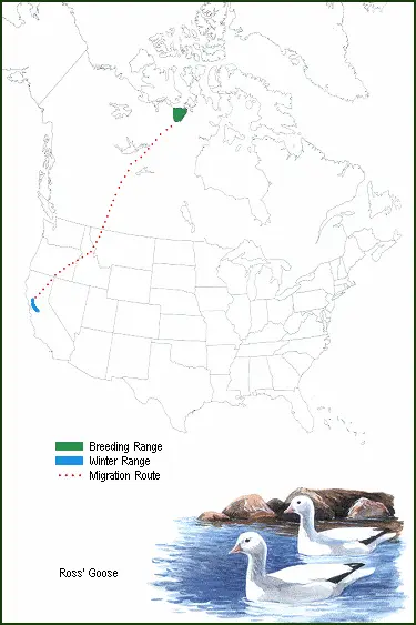Ross's Goose