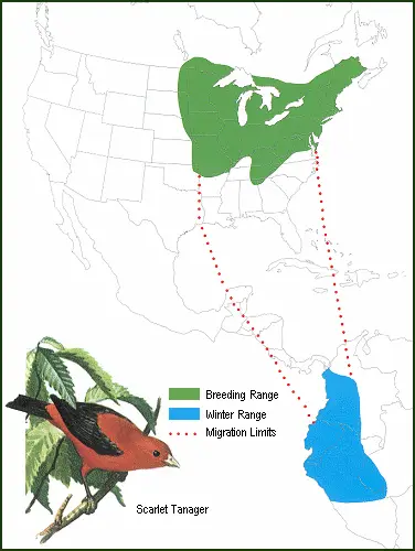 Scarlet Tanager