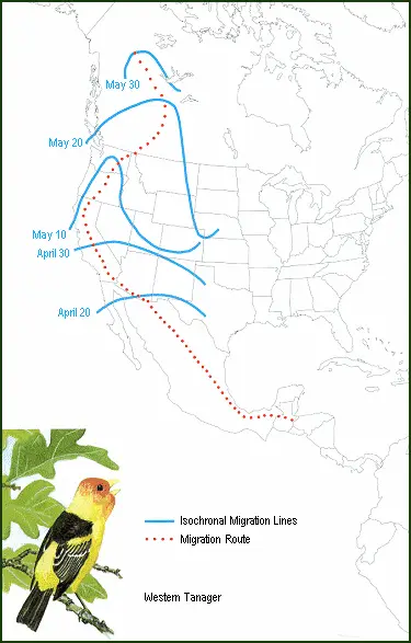 Western Tanager