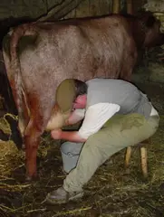 Milking-a-cow-past