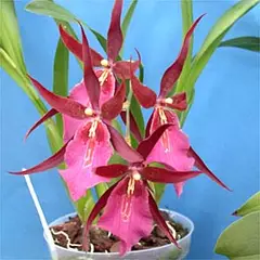 Miltonia Aquarius