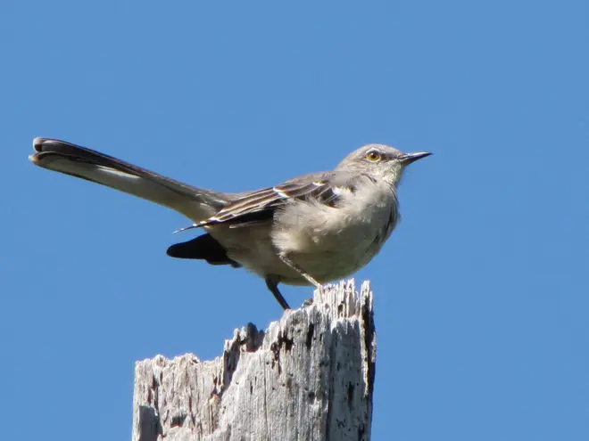 Mimus polyglottos 1