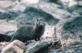 Mink (Mustela vison) Weasels, minks, fishers, and otters