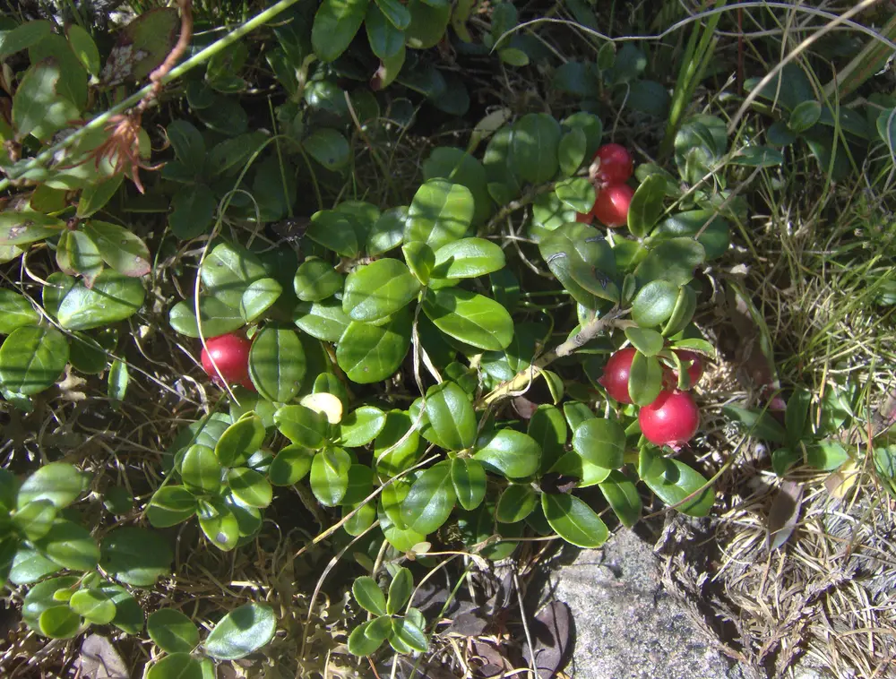 Mirtillo Rosso Cranberry