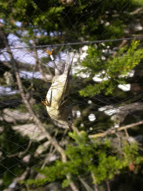 Mist net kinglet