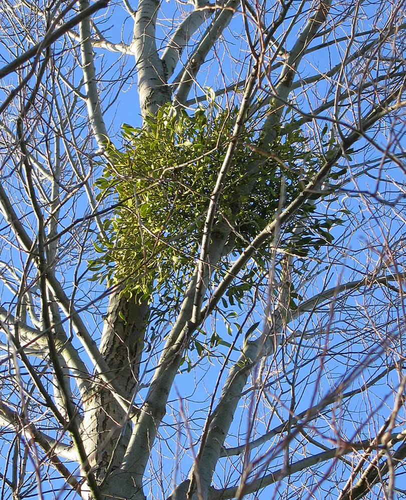 Mistletoe on a Silver birch tree Santalales