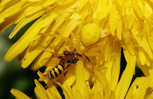 Misumena vatia