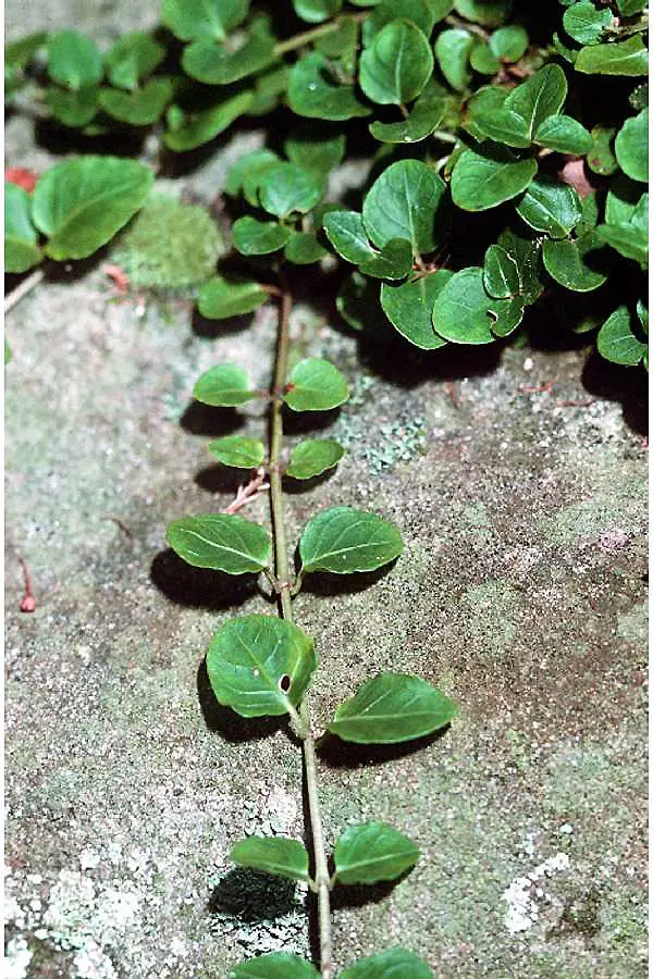 Mitchella.repens01