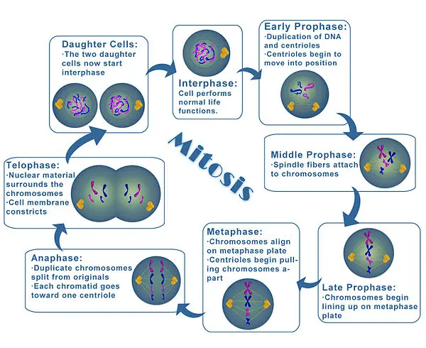 Mitosis by Elspeth