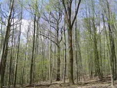 Temperate forest in Germany just as the leaf canopy is opening