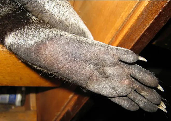 Hindfoot