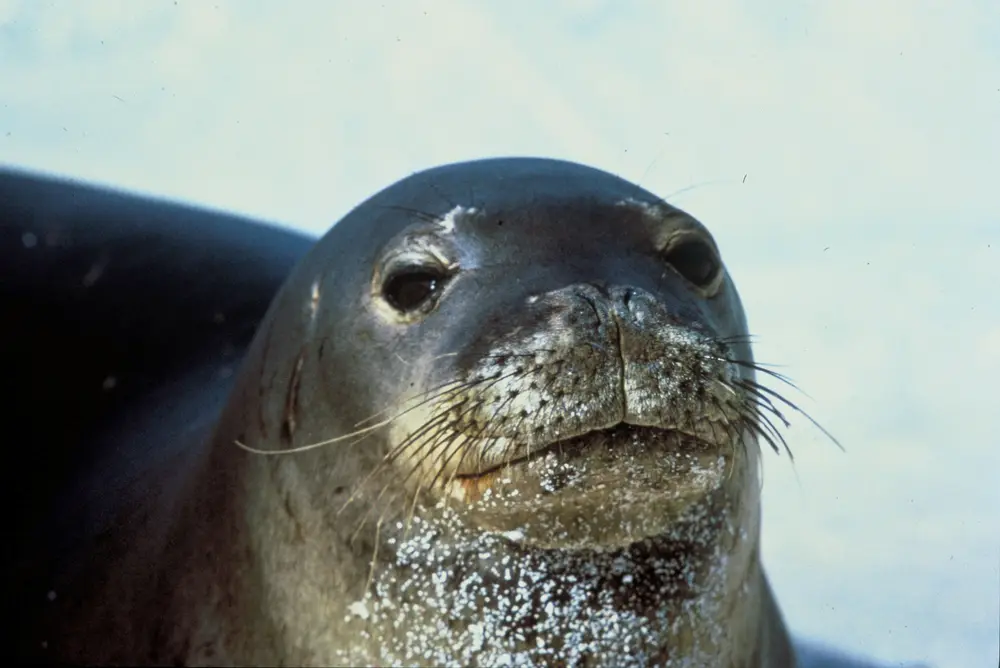 Monachus schauinslandi