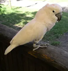 Moluccan Cockatoo Cacatua moluccensis