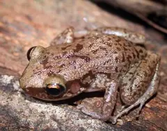 Mona coquí (Eleutherodactylus monensis)