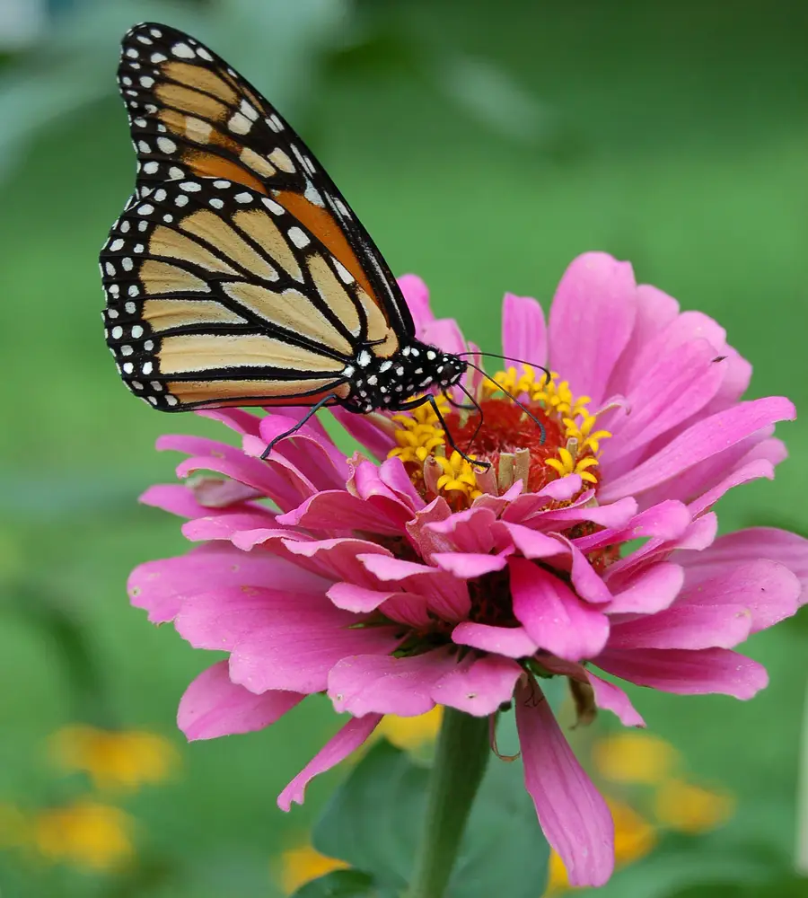 Danaus plexippus