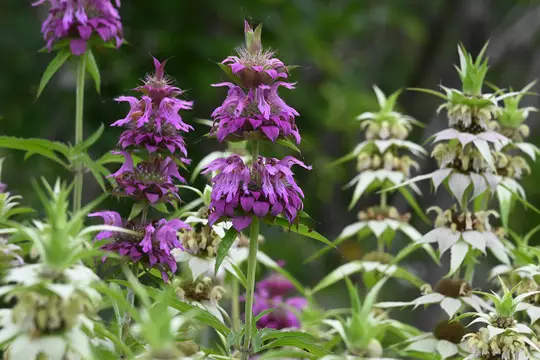 Purple Horsemint (Monarda citriodora) - Lamiaceae family