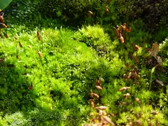 Mosses
