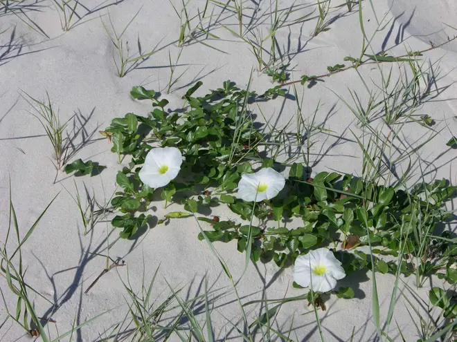 Morning glory at the beach flowering white flowers