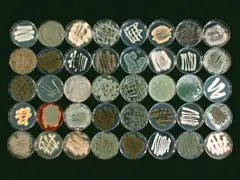 Marine fungi