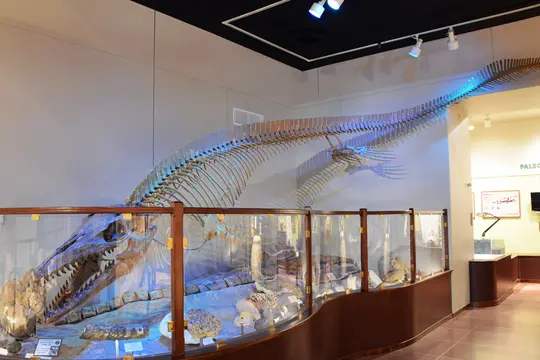 Mosasaurus maximus (Texas Memorial Museum)