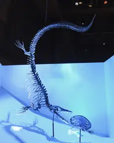 Plioplatecarpus (Houston Museum of Natural Science)