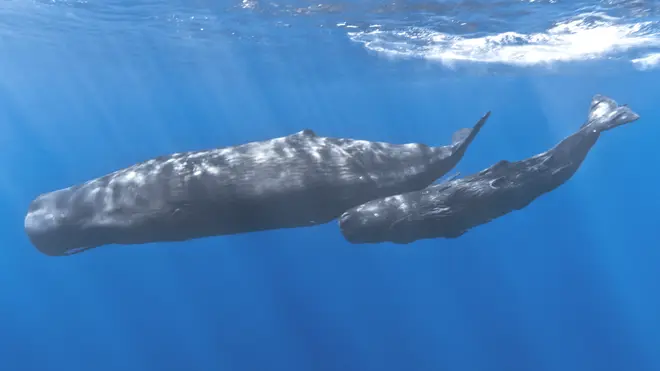 Mother and baby sperm whale-brightened