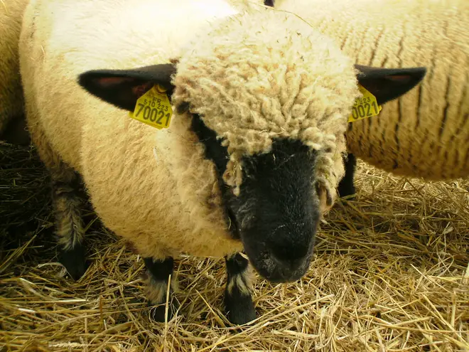 Mouton Hampshire