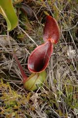 Nepenthes lowii (Low's pitcher plant)
