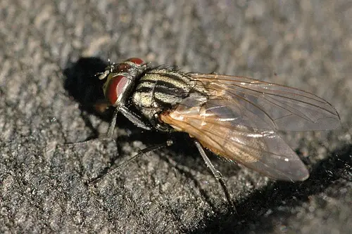 Musca.domestica.female