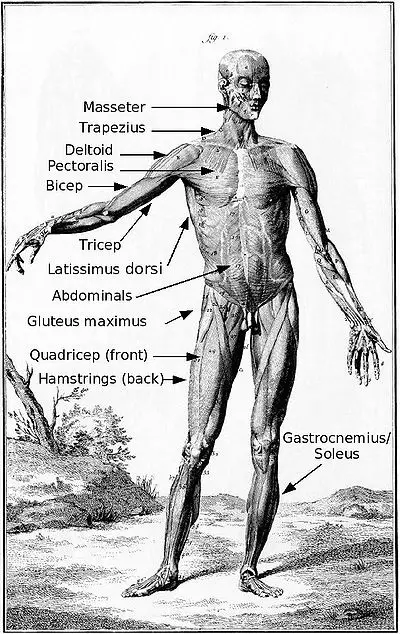 Muscles labeled