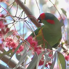 Musk Lorikeet