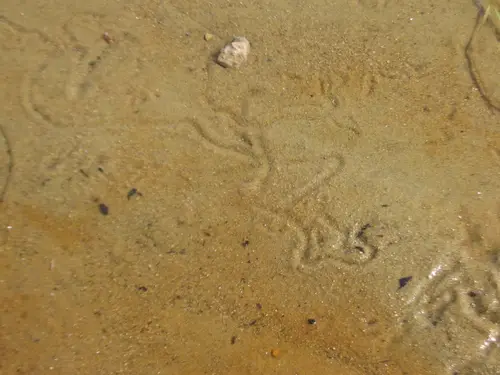 Mussel tracks