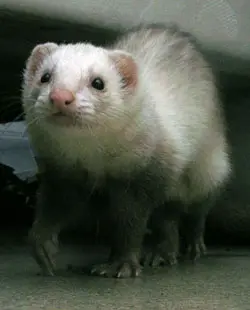 Mustela putorius furo