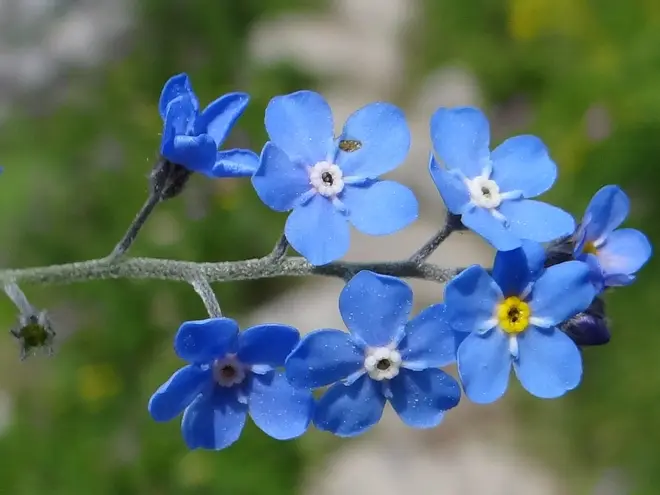 Myosotis alpestris T69