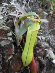 Nepenthes gracilis (Slender pitcher plant)