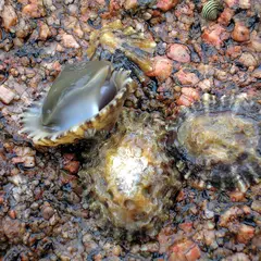 Patella vulgata (Common Limpet)