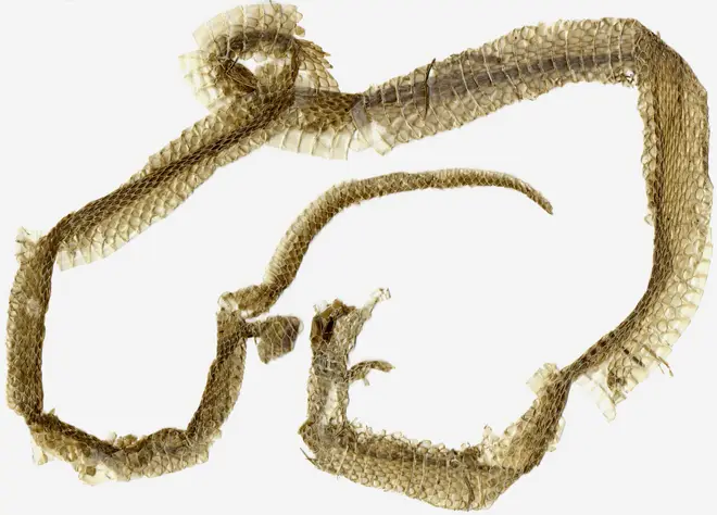 Shed skin of a snake