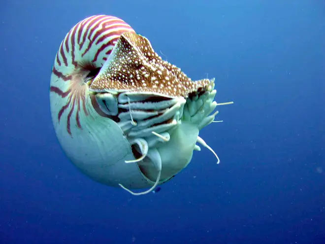 Nautilus belauensis profile