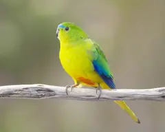 Orange-bellied Parrot Neophema chrysogaster