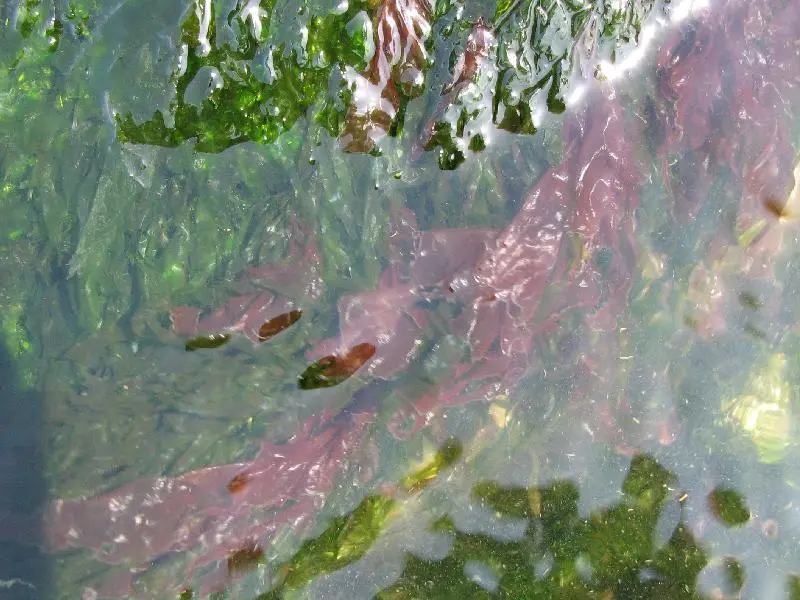 Porphyra yezoensis Porphyra